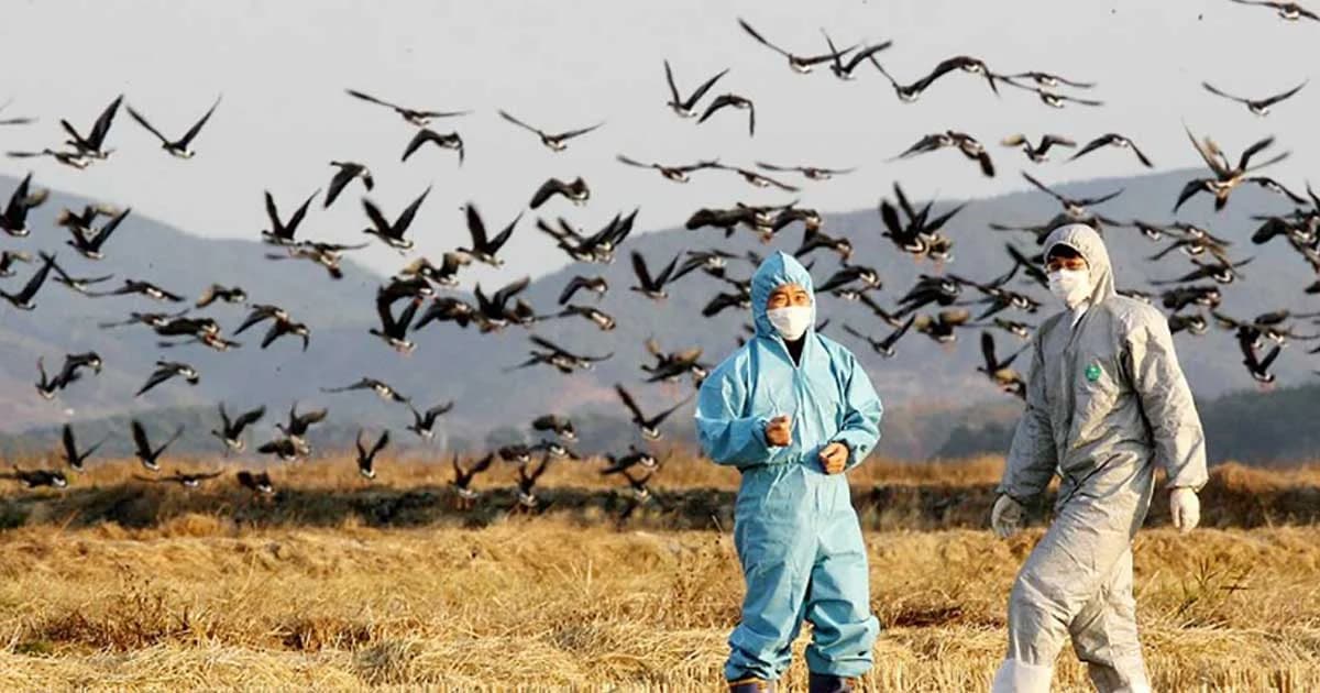 เกาหลีใต้ พบนกป่าต้องสงสัยติดเชื้อไข้หวัดนก H7N7 ในเมืองชายฝั่งตะวันออก