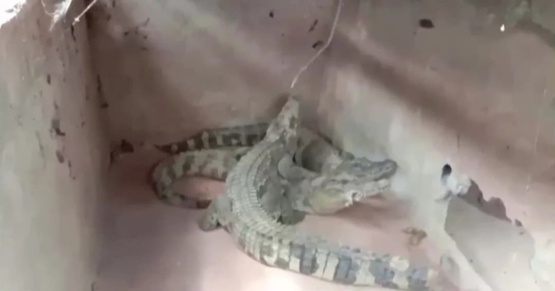 ตร.ชลบุรีบุกจับเปิดร้านบ่อตกปลาบังหน้า  หลังร้านเลี้ยงสัตว์ป่าสงวน