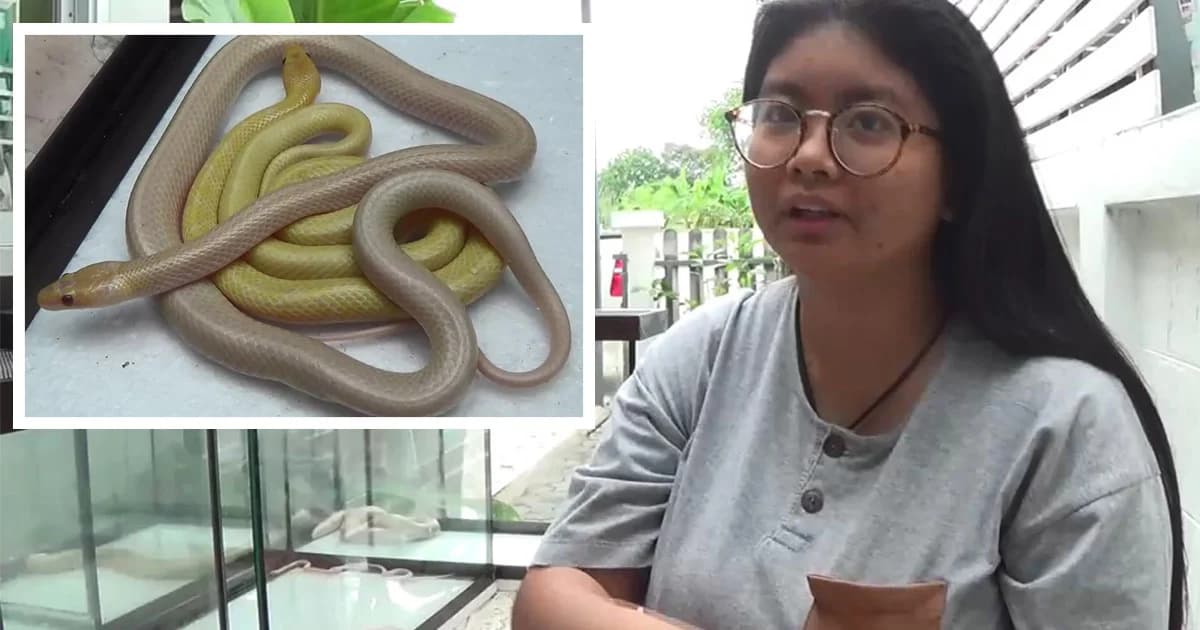 นักศึกษาสาววัย 18 เพาะพันธุ์ “งูปล้องฉนวนสร้อยเหลืองเผือก” สำเร็จ คาด เป็นรายเเรกของโลก