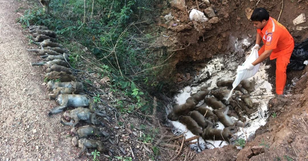 สลด! ลิงแสมตายเพิ่มอีก 6 ตัว รวมตายแล้ว 23 ตัว ยังไม่ชัดว่าถูกวางยาหรือเป็นโรค