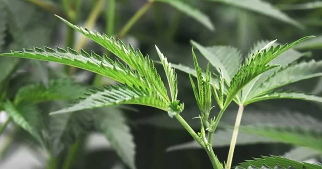 ป.ป.ส. ย้ำ สิทธิ์ปลูกกัญชา ต้องเป็นคนสัญชาติไทยเท่านั้น