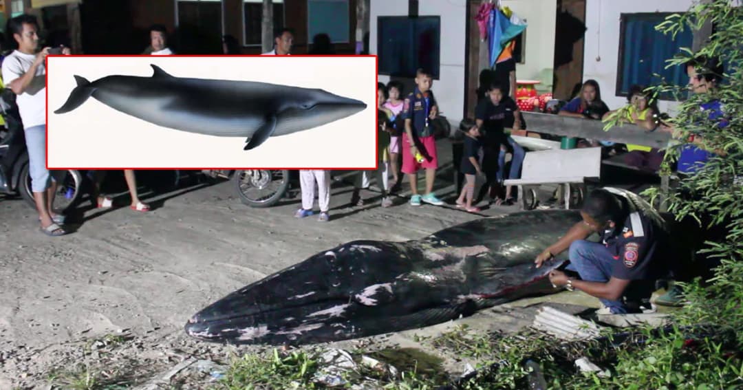 สลด ! พบซาก “วาฬโอมูร่า” สายพันธุ์หายาก ถูกพายุปาบึกซัด พลัดหลงแม่เกยตื้นตาย