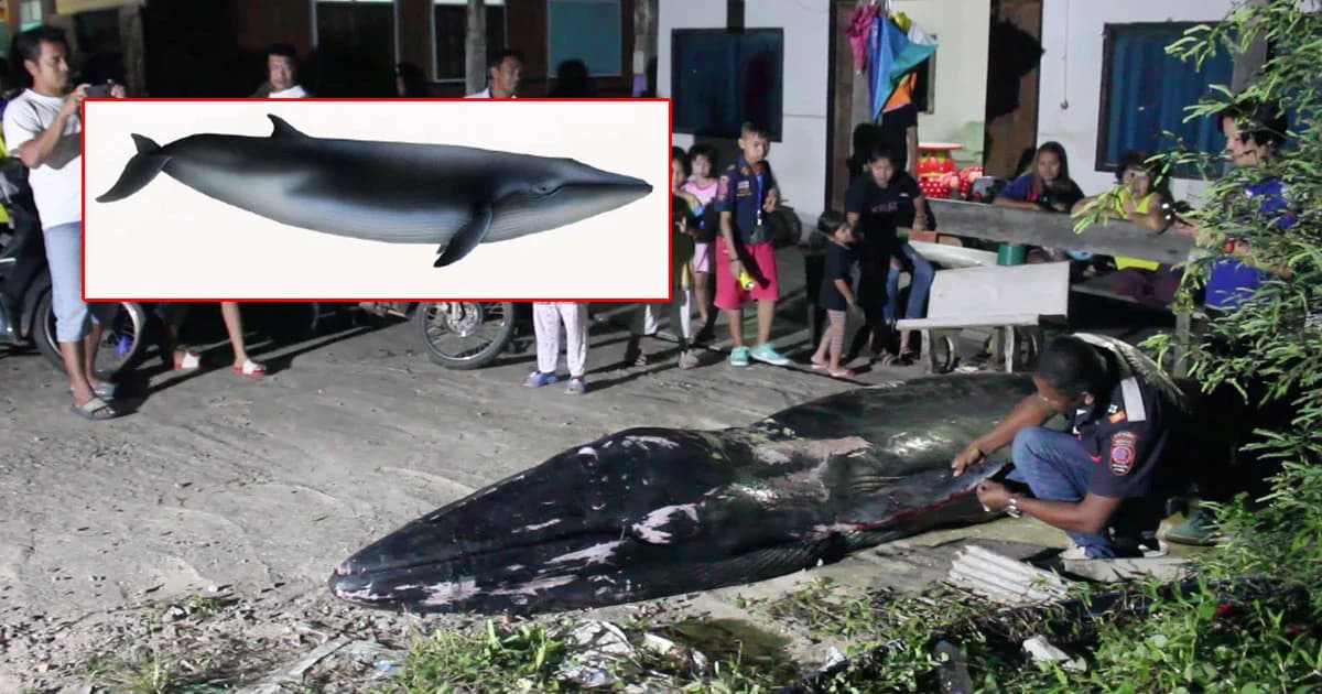 สลด ! พบซาก “วาฬโอมูร่า” สายพันธุ์หายาก ถูกพายุปาบึกซัด พลัดหลงแม่เกยตื้นตาย