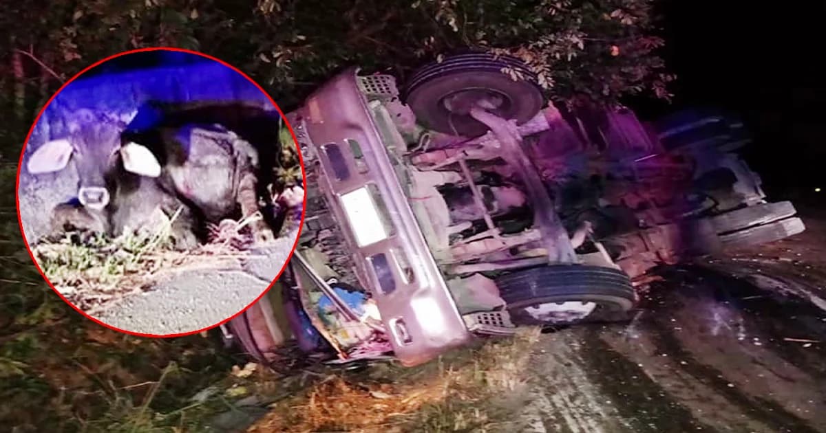 รถสิบล้อบรรทุกวัวโครงการพระราชดำริ พลิกคว่ำเทกระจาดวัว เจ็บเกลื่อนถนน