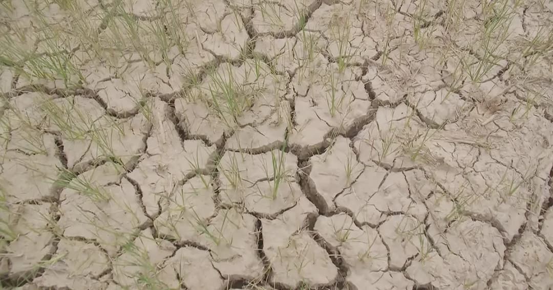 แล้งหนัก! ชาวนาพิจิตรปล่อยข้าวนาปรังบางส่วนยืนต้นตาย เหตุน้ำไม่เพียงพอ