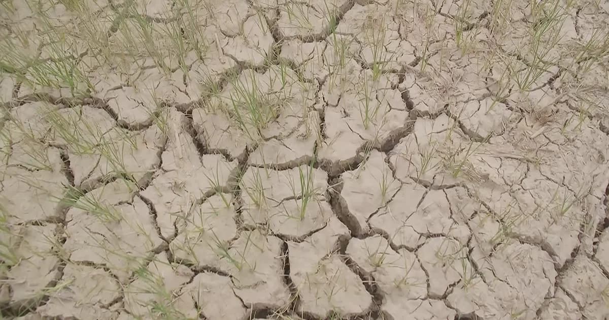 แล้งหนัก! ชาวนาพิจิตรปล่อยข้าวนาปรังบางส่วนยืนต้นตาย เหตุน้ำไม่เพียงพอ