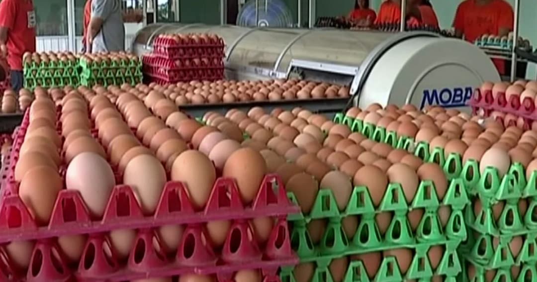 ปศุสัตว์เจรจาสำเร็จ ! สิงคโปร์เพิ่มนำเข้าไข่ไก่ไทยกว่า 10 ล้านฟอง