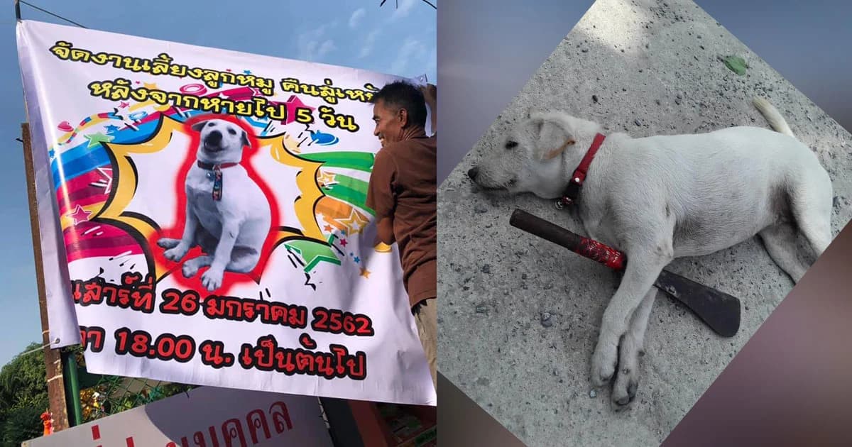 ต้อนรับลูกกลับบ้าน ! เจ้าของเลี้ยงโต๊ะจีน ดีใจเจอ ‘สุนัข’ สุดเลิฟ หลังหายไป 5 วัน