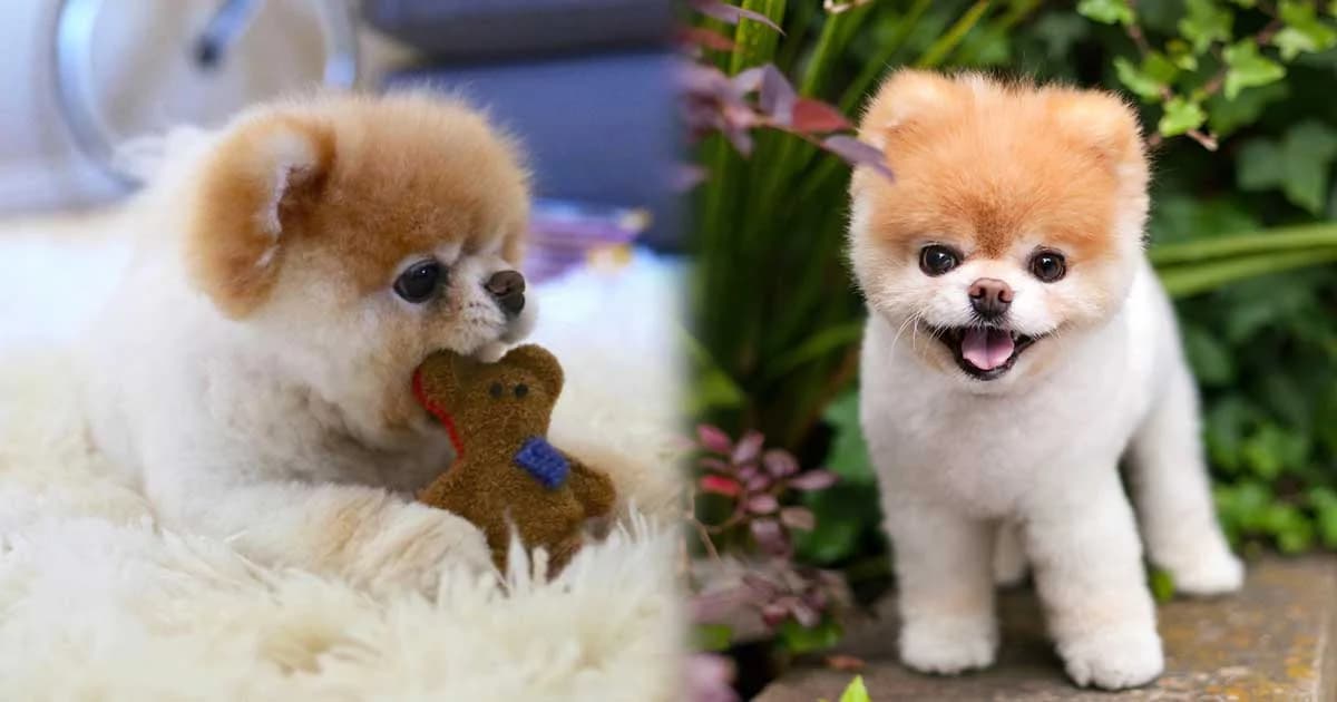 สุดเศร้า “เจ้าบู” หมาเซเล็บตรอมใจตาย หลังเพื่อนสนิทสิ้นปีก่อน