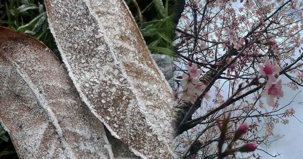 “ยอดดอยอินทนนท์ เกิดน้ำค้างแข็ง” 22-25 ม.ค. ไทยตอนบนอุณหภูมิลด 3-5 องศา