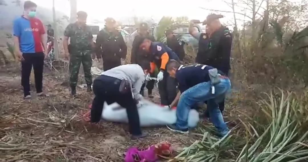 ช้างป่าเขาอ่างฤาไนดุ บุกทำร้ายพ่อเฒ่าเสียชีวิตกลางไร่สับปะรด