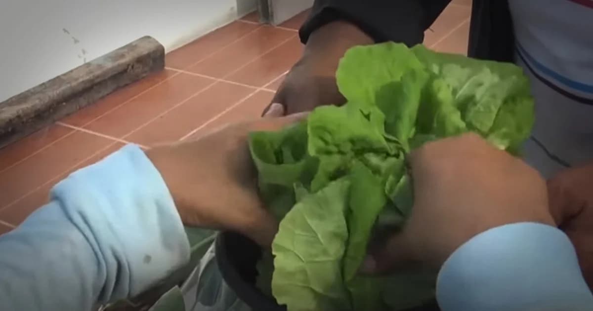 เทคนิคสำหรับเกษตรกร นำผักใส่ถุงไม่ให้ช้ำ