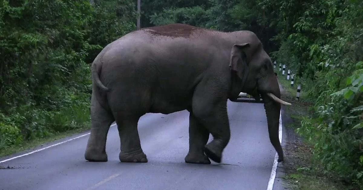 ชมรมคนรักสัตว์ป่าจี้ภาครัฐแก้ปัญหาช้างป่า หลังทำร้ายชาวบ้าน ตายเพิ่มอีก 1 ราย