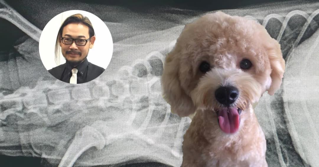 ผลกระทบจากฝุ่น PM 2.5 สร้างปัญหาด้านสุขภาพให้สัตว์เลี้ยงของคุณได้