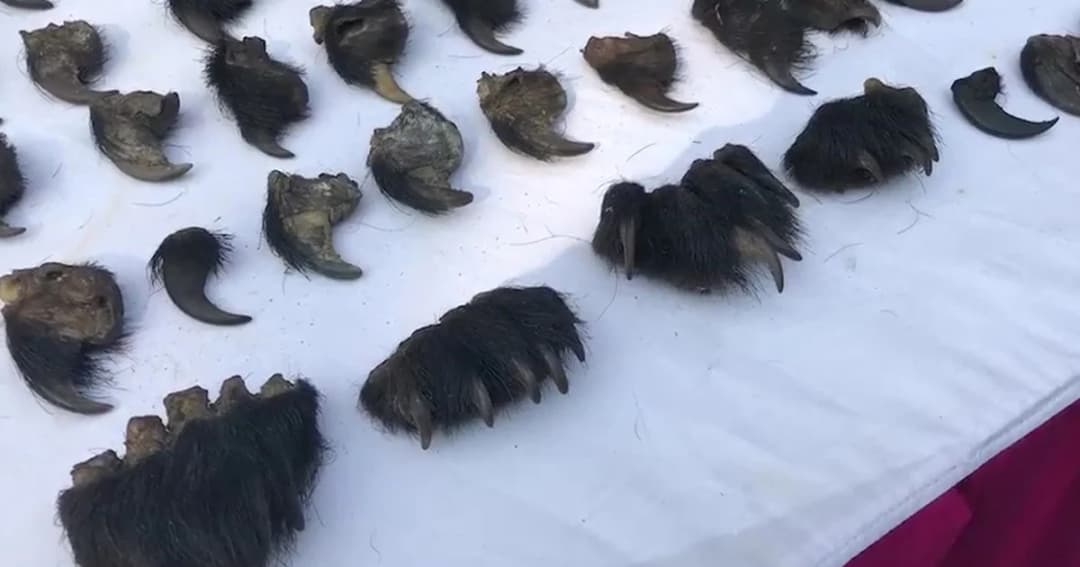 ตร.ภาค 1 จับกุมขบวนการค้าสัตว์ ยึดเล็บหมีควายกว่าพันชิ้น