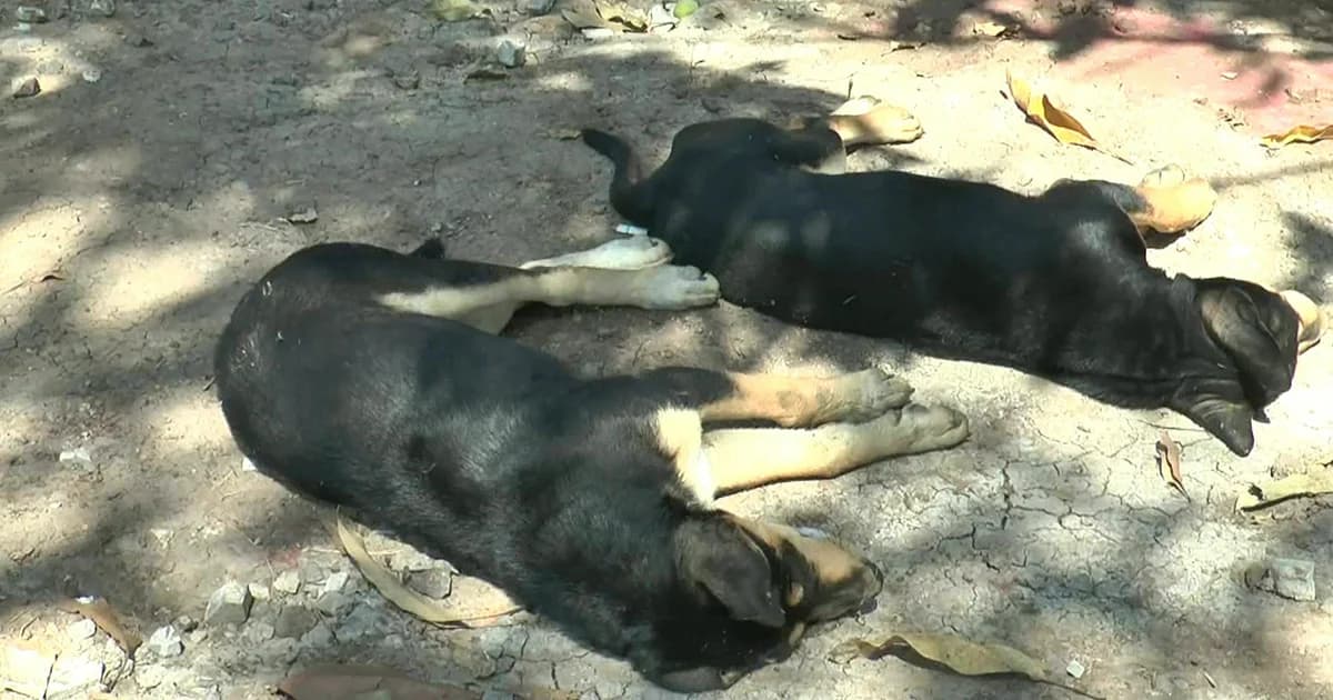 คนใจบาป! วางยาหมาตายทั่วหมู่บ้าน