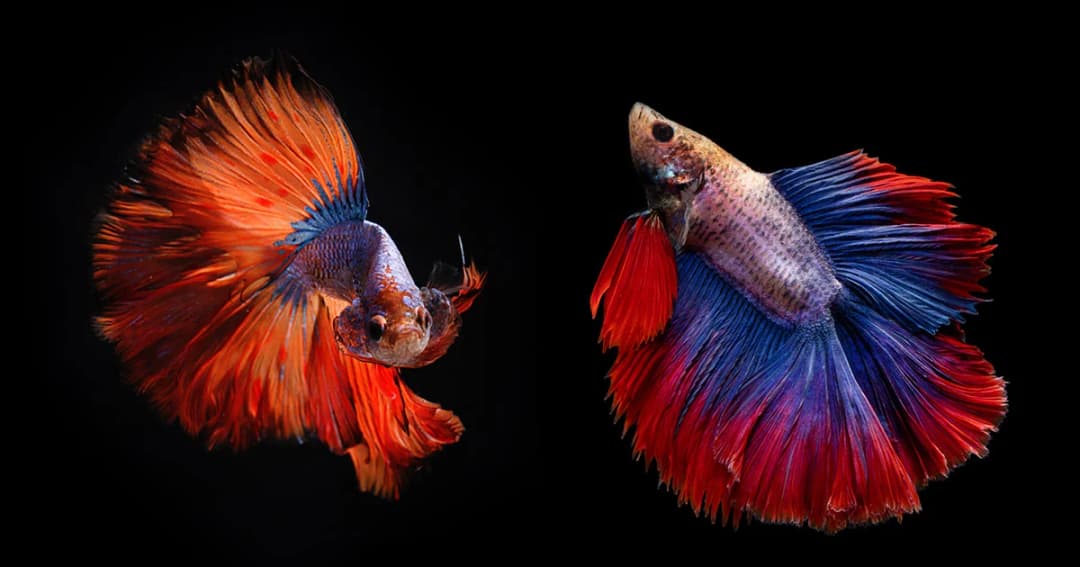 ก.วัฒนธรรมฯ เตรียมเสนอปลากัดเป็นปลาประจำชาติไทย 