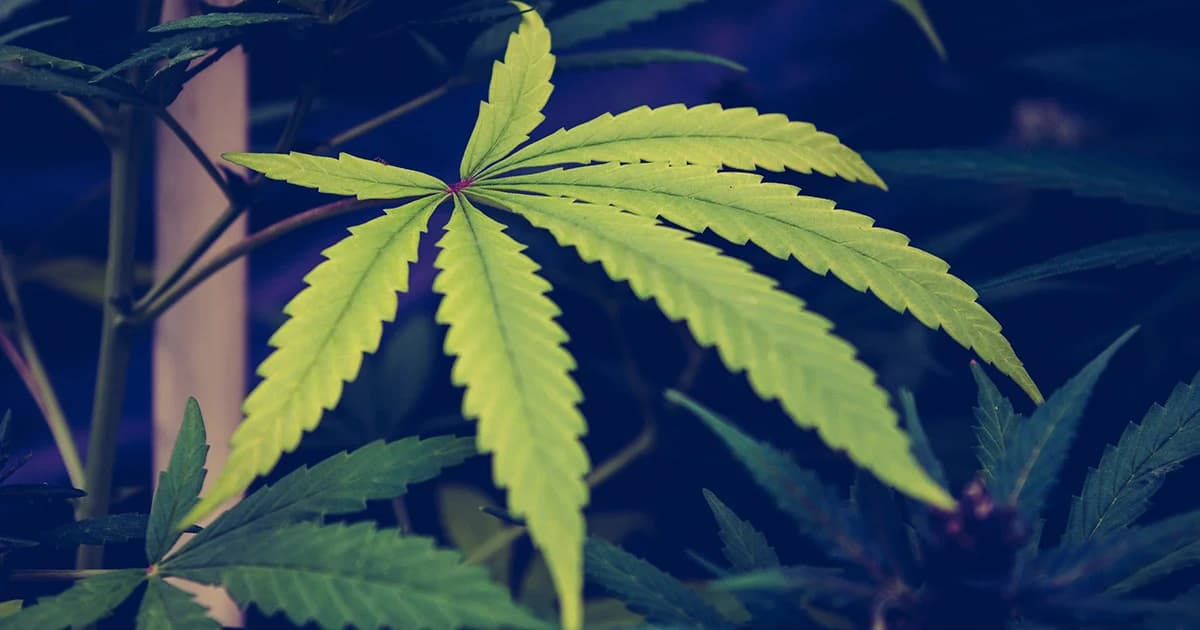 องค์การเภสัชกรรมตั้งเป้า กลางปี 62 ผลิตน้ำมันกัญชาได้