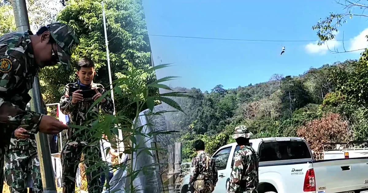 ชุดพญาเสือตะลึง! ตรวจซิปไลน์ “อีเกิ้ลแทรค” จ.เชียงใหม่ รุกป่า แต่พบปลูกกัญชาเต็มบ้านพัก