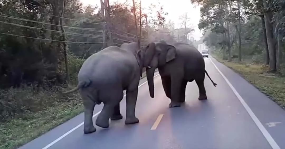 ดุเดือด! ช้างเจ้าถิ่นป่าละอู ไล่ชนช้างต่างถิ่นบนถนน อช.เขาหุบเต่า จ.ประจวบฯ