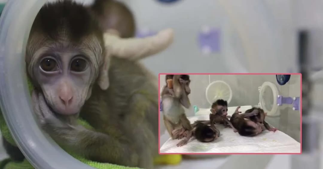 จีน “โคลนนิ่งลิง” ให้เป็นโรคสำเร็จ หวังวิจัยรักษาโรคทางจิตประสาทในมนุษย์