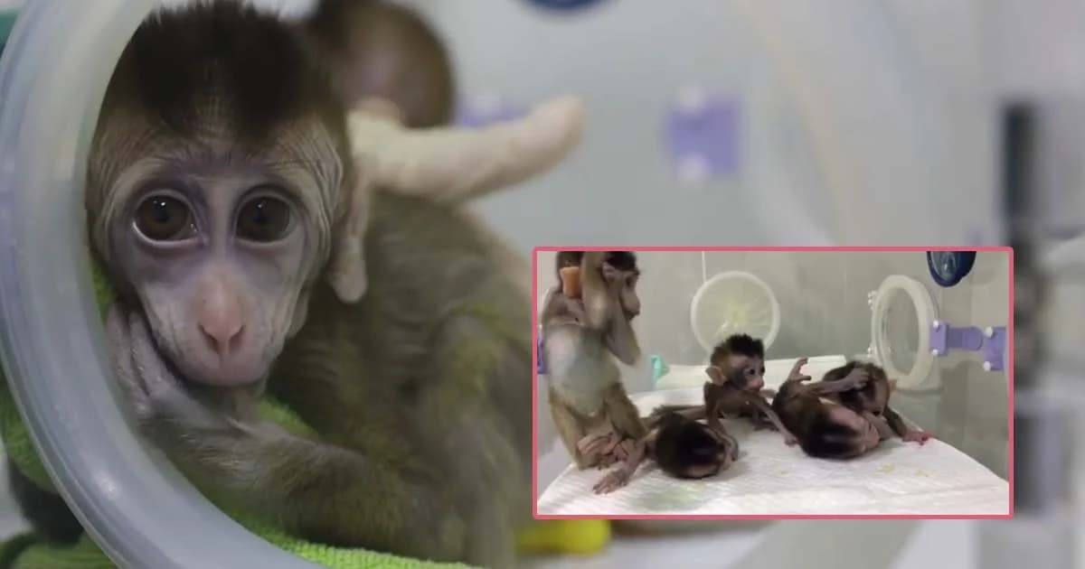 จีน “โคลนนิ่งลิง” ให้เป็นโรคสำเร็จ หวังวิจัยรักษาโรคทางจิตประสาทในมนุษย์