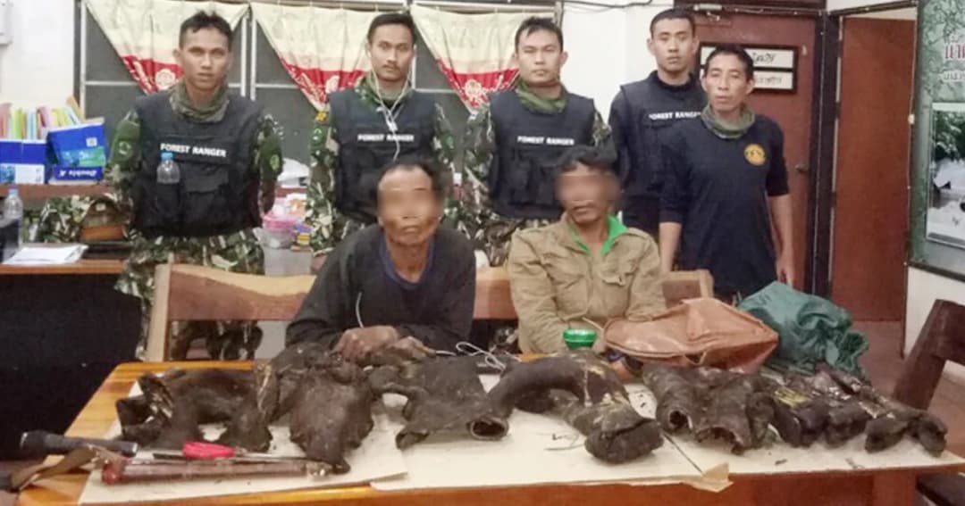 รวบ 2 นายพรานซิ่ง จยย. พุ่งชน จนท.อุทยานเจ็บ ยึดซากหมูป่าหนักกว่า 10 กก.