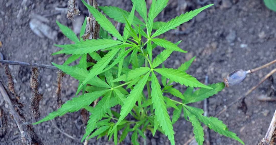 “บิ๊กตู่” ใช้ ม.44 ถอน-ยกคำขอสิทธิบัตรไม่ชอบ เปิดช่องศึกษา-วิจัยกัญชา