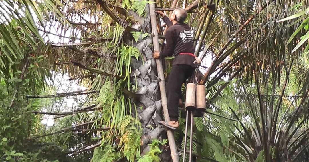 ลุงวัย 62 ยึดอาชีพปีนต้นตาล นำน้ำตาลสดขายส่ง สร้างรายได้ปีละกว่าล้าน