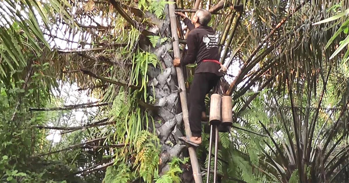 ลุงวัย 62 ยึดอาชีพปีนต้นตาล นำน้ำตาลสดขายส่ง สร้างรายได้ปีละกว่าล้าน