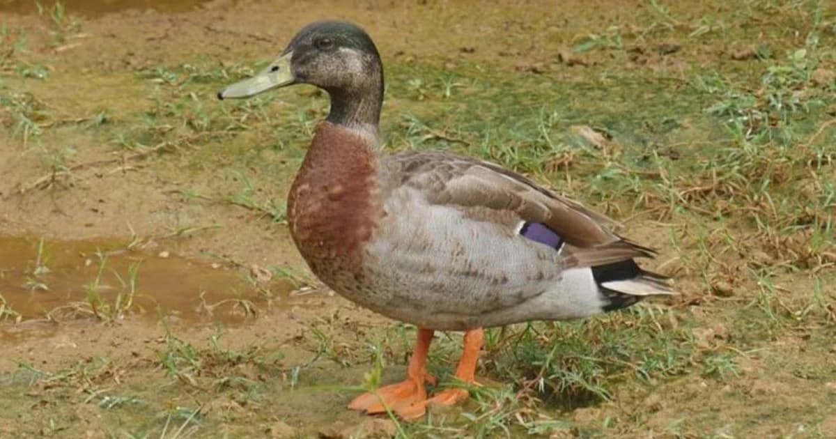 เป็ดชื่อดังตัวเดียวบนเกาะใกล้นิวซีแลนด์ ถูกกัดตายแล้ว