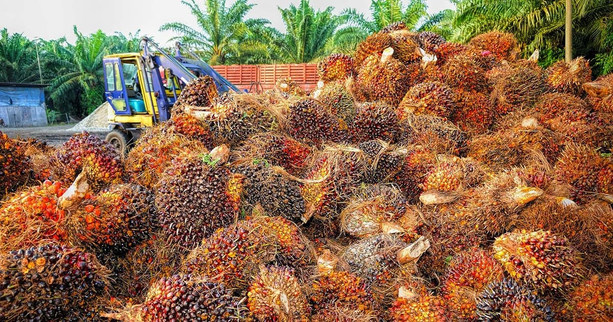 ชาวสวนเฮ กฟผ.รับซื้อปาล์มแสนตันเร่งผลิตไฟฟ้า แก้ปัญหาปาล์มล้นสต๊อก