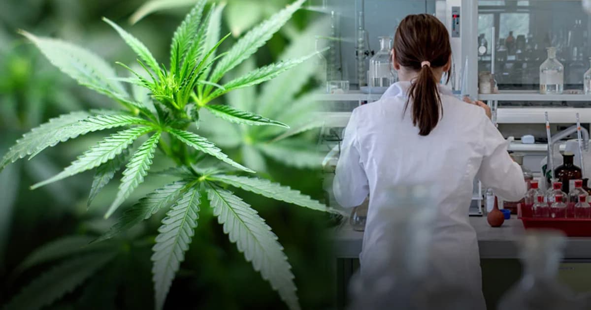 เซ็ตซีโร่! กรมทรัพย์สินทางปัญญา ยกเลิก13 คำขอจดสิทธิบัตรสารสกัดกัญชาตามคำสั่ง คสช.