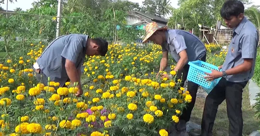 นศ.เกษตรตรัง เห็นช่องทางปลูกดอกดาวเรือง รอขายช่วงหาเสียงเลือกตั้ง