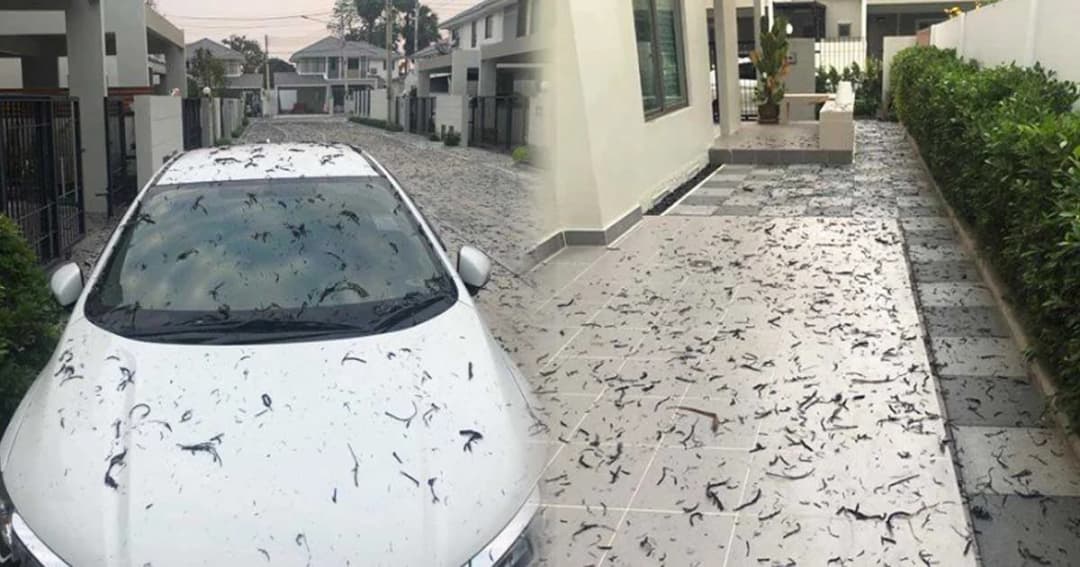 ชาวบ้านเดือดร้อนหนัก เกษตรกรลอบเผาอ้อยจนเขม่ากระจายเต็มบ้าน