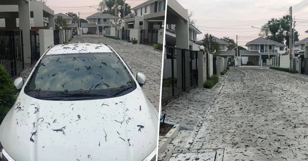 สาวสุดทน! โพสต์มีหิมะดำเมืองไทย หลังขี้เถ้าเผาไร่อ้อยปลิวเกลื่อน