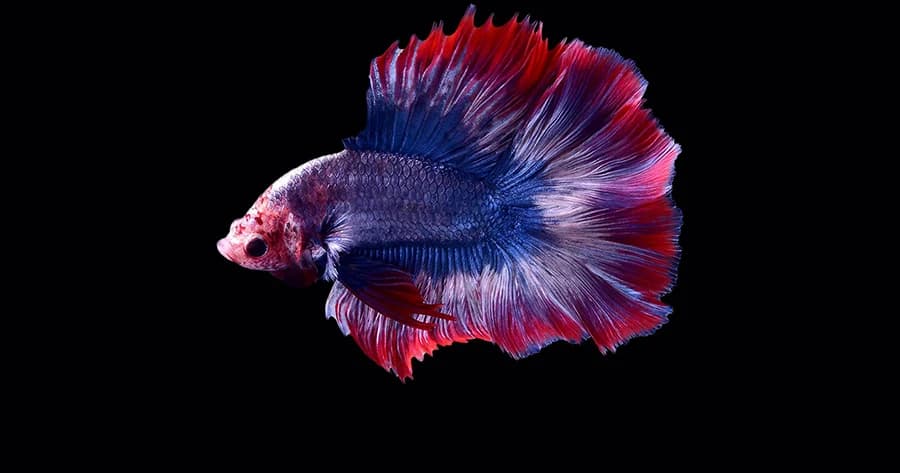 ครม.เห็นชอบให้ “ปลากัดไทย” เป็นสัตว์น้ำประจำชาติ