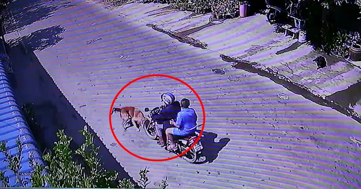 เจ็บทั้งคู่! หมาข้ามถนนถูกจยย.สองแม่ลูกชน ลากไปกับพื้น