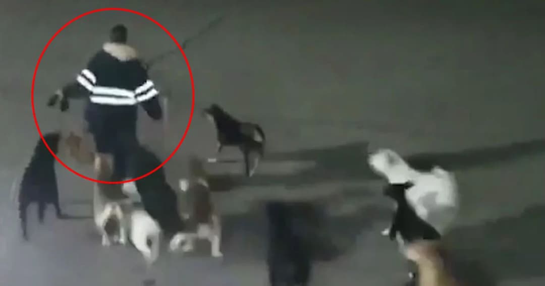 สาวเคราะห์ร้าย ! เดินไปทำงานโดนฝูงสุนัขจรจัดวิ่งไล่กัด ขย้ำศีรษะจนเสียชีวิต