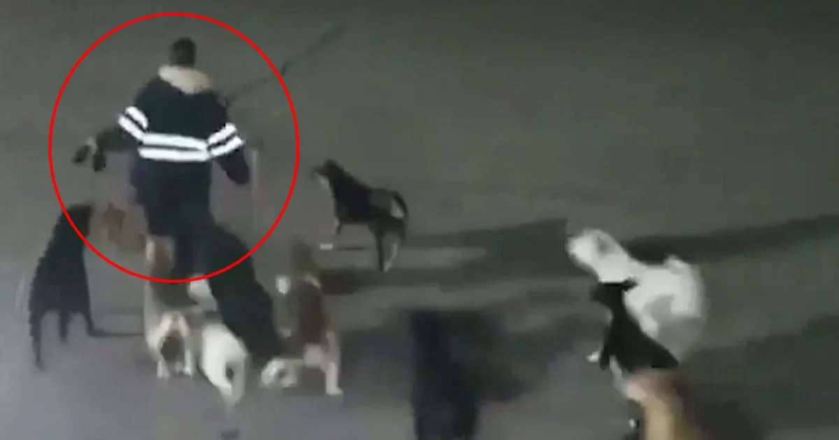 สาวเคราะห์ร้าย ! เดินไปทำงานโดนฝูงสุนัขจรจัดวิ่งไล่กัด ขย้ำศีรษะจนเสียชีวิต