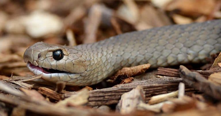 สวนสัตว์ออสเตรเลีย ชวนคนร่วมกันตั้งชื่องูพิษด้วยชื่อแฟนเก่า