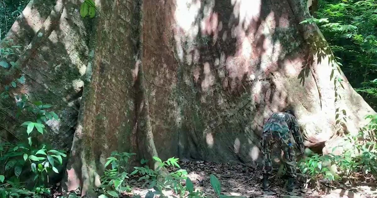 สำรวจ “ต้นท้ายเภายักษ์” จ.ตรัง 1 ใน 10 ต้นไม้ใหญ่ที่สวยงามที่สุดของไทย