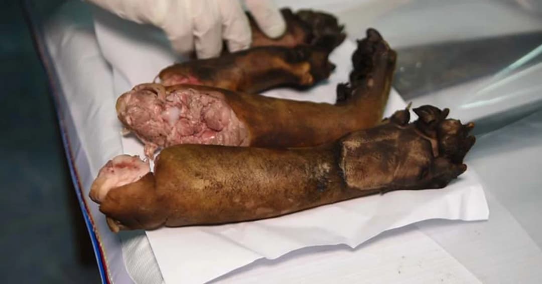 เร่งสอบปากคำจำเลยคดีล่าหมี หลังเสียงแตกทั้งสารภาพและปฏิเสธ