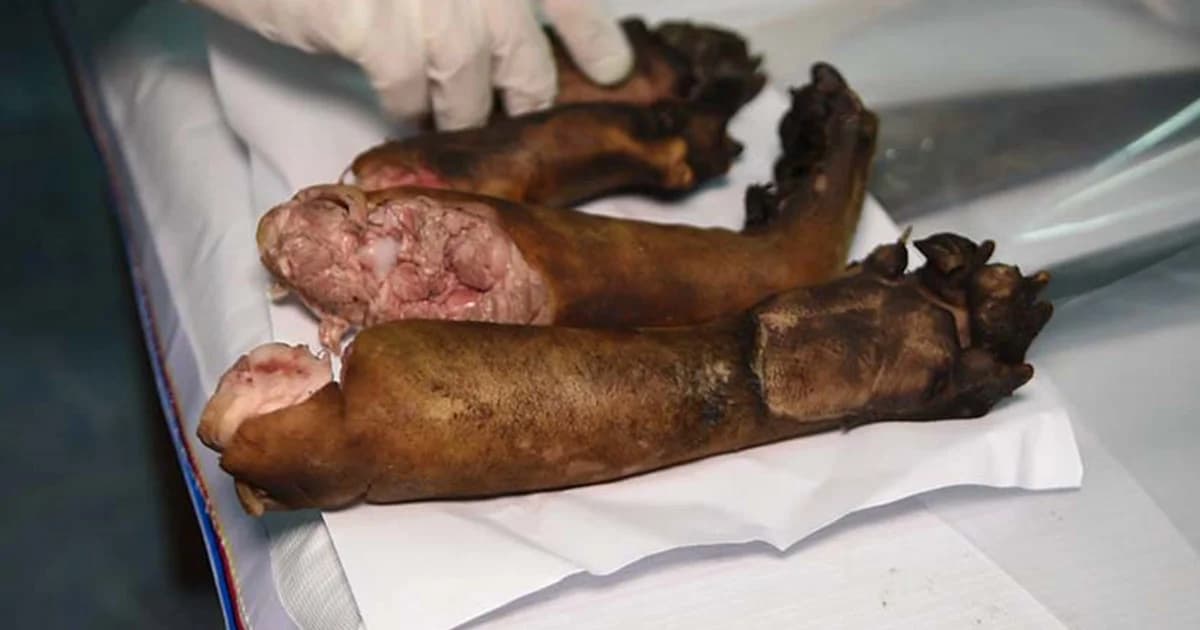 เร่งสอบปากคำจำเลยคดีล่าหมี หลังเสียงแตกทั้งสารภาพและปฏิเสธ