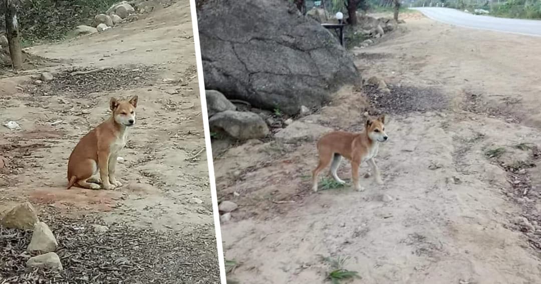 แห่เเชร์! น้องหมาเซเลบขุนวาง หลัง จนท. ประกาศตามหาเจ้าของ