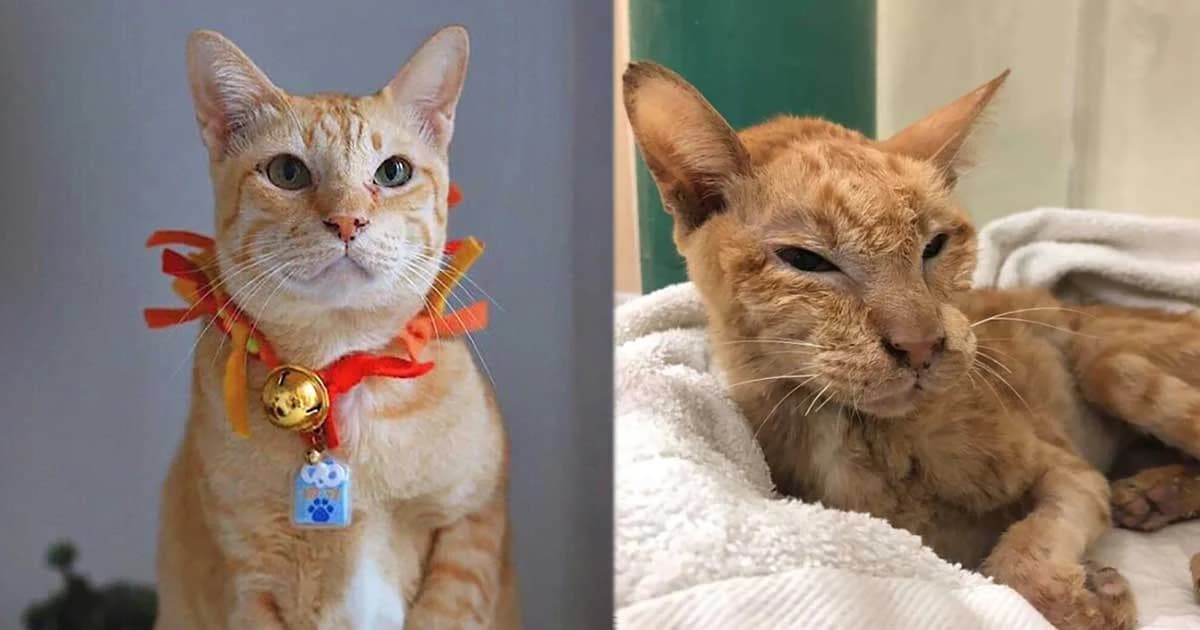 “แมวอโศก” ยังไม่สิ้น เจ้าของเผยสัญญาณชีพดี ลั่นพ่อคุณ ! เขาลากันทั้งโซเชียลแล้ว