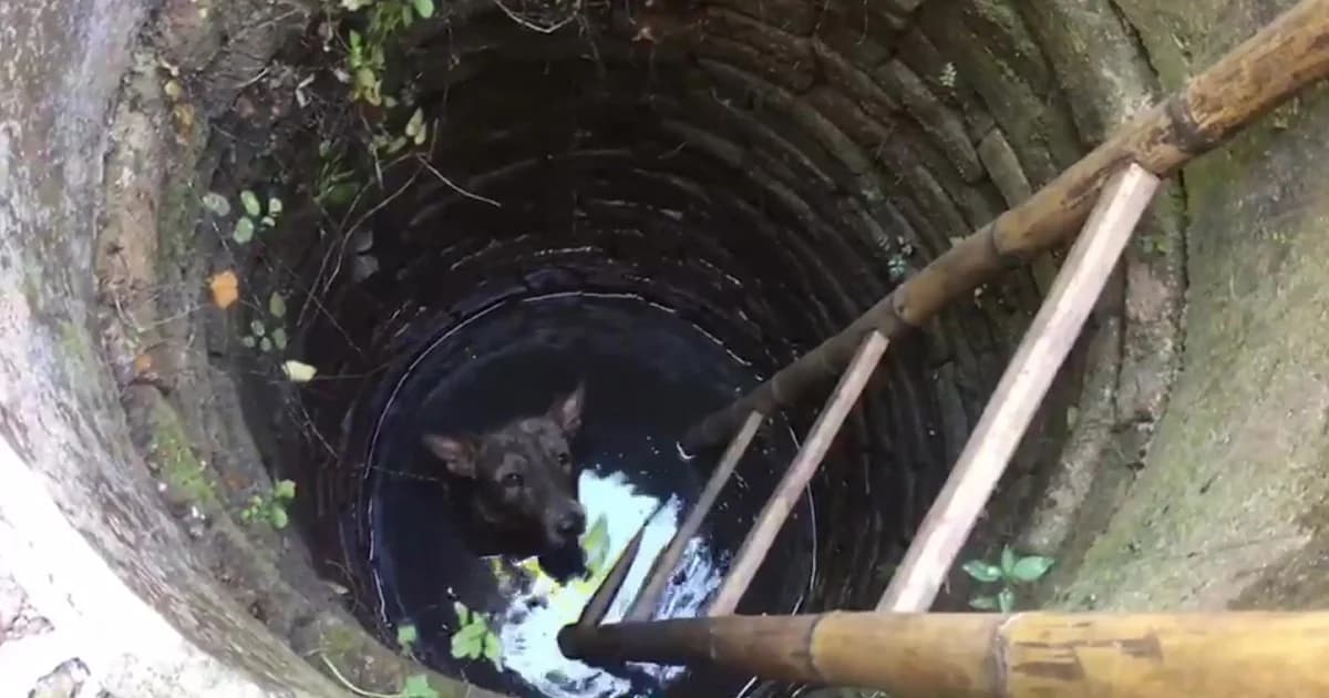 กู้ภัยช่วยหมาตกบ่อ จมโคลนนานข้ามวัน