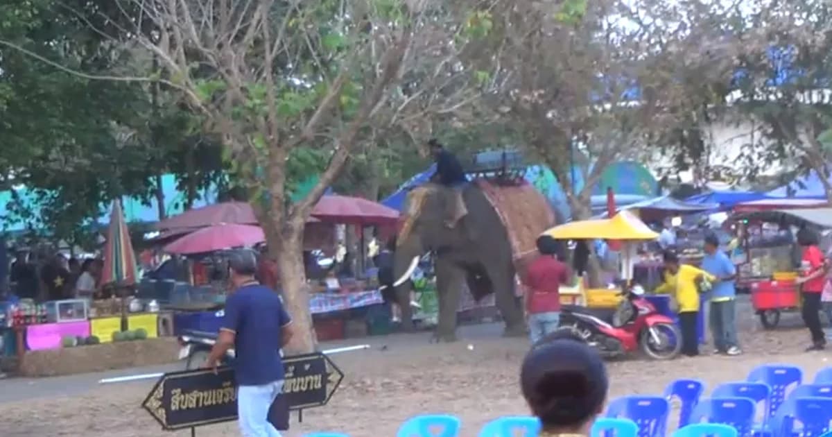 สุรินทร์ เผยคลิปวินาทีชีวิต ช้างตกมันเสยงา แทงนักศึกษาสาววัย 19 ปี รอดปาฏิหาริย์