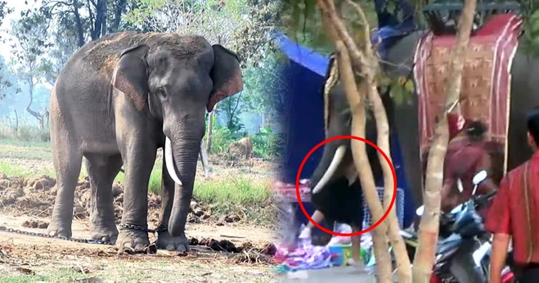 ควาญช้าง “พลายพานทอง” เปิดใจ ช้างทำร้าย นศ. ไม่ได้ตกมัน