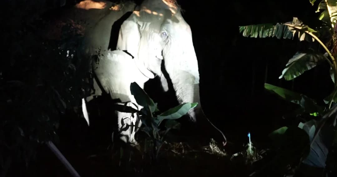 ชาวโป่งน้ำร้อนผวา! “ช้างป่าสีดอแดง” หลังเคยทำร้ายคน กลับเข้าหมู่บ้านอีกครั้ง